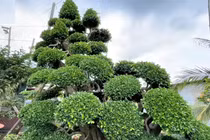 Mãn nhãn cặp duối cảnh trăm tỷ của đại gia Tây Ninh