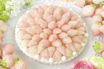 Điều chưa biết về dâu tây giá tiền triệu, khách vẫn đua nhau mua 