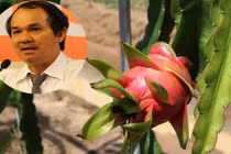 Cảnh thu hoạch thanh long trong trang trại của bầu Đức