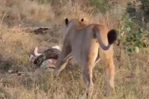 Video: Sư tử cái giành mồi với trăn khổng lồ