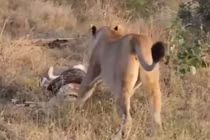 Video: Sư tử cái giành mồi với trăn khổng lồ