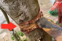 Nghèo cũng đừng chặt 3 cây trong nhà, cây xanh lộc tốt 