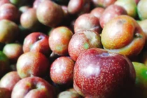 Mận Mộc Châu đầu mùa giá “chát” hút khách Hà thành