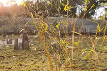 Có gì trong khu vườn chữa lành gần 1ha Trung Nguyên Legend?