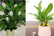 5 loại cây phong thủy sinh lộc, trừ tà cực tốt, nhà nào cũng nên có 1 chậu