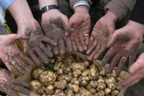 Chỉ là củ khoai tây mà giá 25 triệu đồng/kg: Giống khoai này có gì đặc biệt?