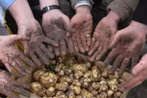 Chỉ là củ khoai tây mà giá 25 triệu đồng/kg: Giống khoai này có gì đặc biệt?