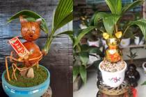 Dừa bonsai mèo phát tài lạ mắt đón Tết Quý Mão 2023