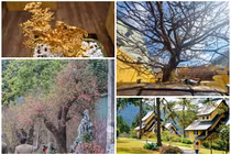 Nhà giàu Việt chi "khủng" sắm đồ chơi Tết thế nào? 