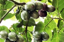 Trồng thành công siêu quả 1 triệu đồng/kg ở Lâm Đồng