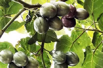 Trồng thành công siêu quả 1 triệu đồng/kg ở Lâm Đồng