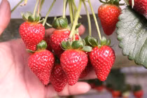 Đột nhập vườn dâu tây thủy canh đẹp nhất Đà Lạt