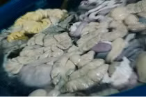 Kinh hoàng công nghệ hô biến lòng lợn bẩn thành trắng tinh