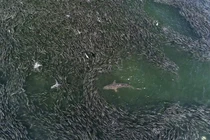 Video: "Bữa tiệc cá mòi" cảnh báo hậu quả của biến đổi khí hậu