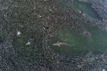 Video: "Bữa tiệc cá mòi" cảnh báo hậu quả của biến đổi khí hậu