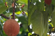 Thứ ăn ngay có thể chết, luộc rồi vùi tro 40 ngày thành đặc sản tiền triệu