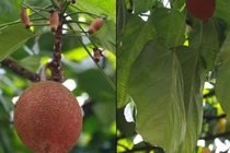 Thứ ăn ngay có thể chết, luộc rồi vùi tro 40 ngày thành đặc sản tiền triệu