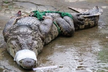 Hàng trăm nghìn cá sấu lớn dồn ứ vì bị ép giá