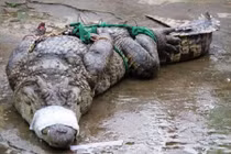 Hàng trăm nghìn cá sấu lớn dồn ứ vì bị ép giá