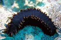 Hải sâm có giá tới hơn 80 triệu đồng/kg... bổ béo thế nào?