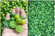 Sốt chanh rừng bé như quất, tiểu thương gom không kịp bán
