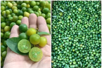 Sốt chanh rừng bé như quất, tiểu thương gom không kịp bán