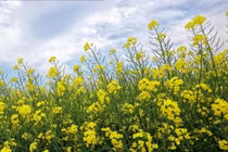 Tôi ngã lòng với tình cũ vì một phút giận vợ