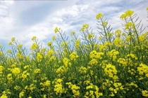 Tôi ngã lòng với tình cũ vì một phút giận vợ