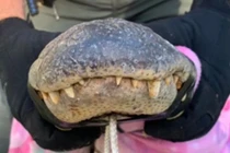 Phát hiện con cá sấu dài 2,4m trốn trên gác mái