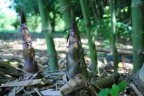 Ngỡ ngàng xem người dân “hốt bạc” hàng trăm triệu từ trồng tre lấy măng