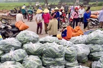 Thảm cảnh dưa chuột rớt giá, chờ được “giải cứu”