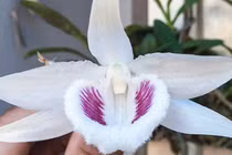 Cách nhận diện lan đột biến tiền tỷ đang "khuynh đảo" thị trường