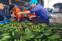 Bầu Đức lãi hơn nghìn tỷ từ bán trái cây