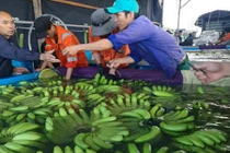 Bầu Đức lãi hơn nghìn tỷ từ bán trái cây