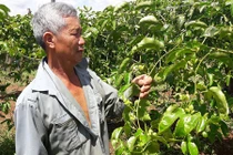 Táng tận lương tâm: Lừa nông dân trồng chanh dây dỏm rồi biến mất