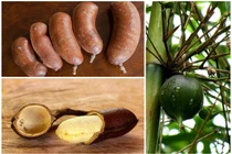 3 loại quả “quý hơn vàng”, có tiền cũng khó mua 