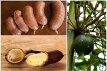 3 loại quả “quý hơn vàng”, có tiền cũng khó mua 