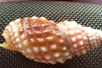 Ăn chưa hết 2 con ốc biển lạ, cô giáo trẻ tử vong 