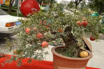 Mãn nhãn những cây lựu bonsai đẹp nhất thế giới