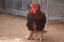 Đổ xô mua chân gà Đông Tảo hơn nửa triệu đồng biếu Tết 