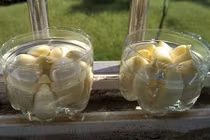 Cách trồng tỏi ăn tẹt ga siêu dễ, chị em nên học ngay