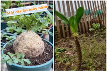 Ngỡ ngàng cây rau “cổ thụ” được dân chơi bonsai “ngã giá” tiền tỷ 