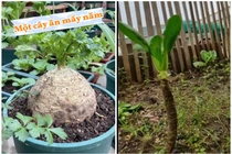 Ngỡ ngàng cây rau “cổ thụ” được dân chơi bonsai “ngã giá” tiền tỷ 