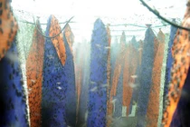 Bỏ nghề kỹ sư về nuôi ruồi, kiếm hàng chục triệu/tháng