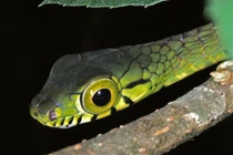 Hình ảnh kì lạ về loài rắn có đôi mắt to nhất thế giới