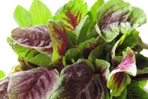 Rau dền mát bổ nhưng không ăn theo cách này kẻo hại thân