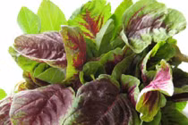 Rau dền mát bổ nhưng không ăn theo cách này kẻo hại thân