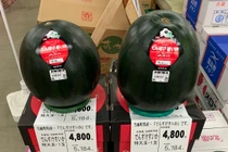 Tham quan trang trại trồng dưa hấu hiếm nhất thế giới, trăm triệu/quả