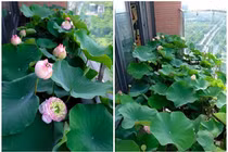 Mãn nhãn hồ sen độc lạ “lưng chừng trời” giữa Hà thành