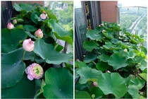 Mãn nhãn hồ sen độc lạ “lưng chừng trời” giữa Hà thành